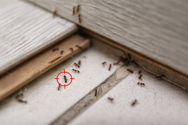 Best Cockroach Control Services  in Monticello, LA