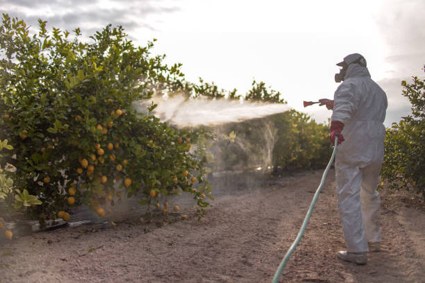 Best Wasp Removal Services  in Monticello, LA