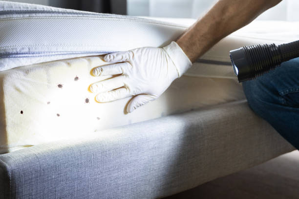 Best Local Pest Control Services  in Monticello, LA