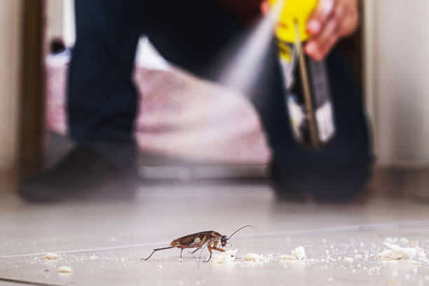 Best Flea Control Services  in Monticello, LA